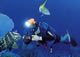 Club Med Scuba Diving